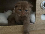 Trois chatons Scottish Fold et Highland Straight LOOF à réserver nés mars 2026