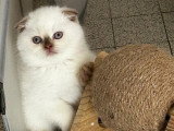Trois chatons Scottish Fold et Highland Straight LOOF à réserver nés mars 2026