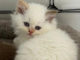 Trois chatons Scottish Fold et Highland Straight LOOF à réserver nés mars 2026