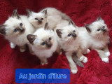 5 chatons Sacré de Birmanie nés en mars 2026 LOOF à réserver