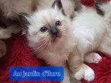 5 chatons Sacré de Birmanie nés en mars 2026 LOOF à réserver