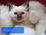 5 chatons Sacré de Birmanie nés en mars 2026 LOOF à réserver