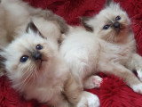 5 chatons Sacré de Birmanie nés en mars 2026 LOOF à réserver