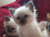 5 chatons Sacré de Birmanie nés en mars 2026 LOOF à réserver