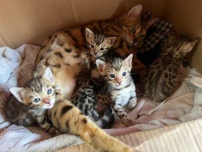 la famille