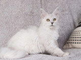 Chaton femelle Maine Coon LOOF disponible, née novembre 2025