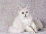 Chaton femelle Maine Coon LOOF disponible, née novembre 2025