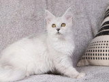 Chaton femelle Maine Coon LOOF disponible, née novembre 2025