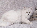 Chaton femelle Maine Coon LOOF disponible, née novembre 2025