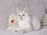 Chaton femelle Maine Coon LOOF disponible, née novembre 2025