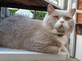 Chat British Shorthair lilas et blanc inscrit au LOOF à vendre