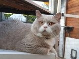 Chat British Shorthair lilas et blanc inscrit au LOOF à vendre