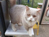 Chat British Shorthair lilas et blanc inscrit au LOOF à vendre