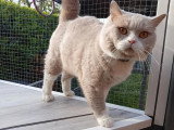 Chat British Shorthair lilas et blanc inscrit au LOOF à vendre