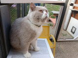 Chat British Shorthair lilas et blanc inscrit au LOOF à vendre