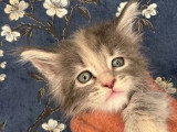 Portée Maine Coon 4 chatons LOOF à réserver mars 2026