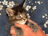 Portée Maine Coon 4 chatons LOOF à réserver mars 2026