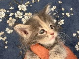 Portée Maine Coon 4 chatons LOOF à réserver mars 2026