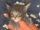 Portée Maine Coon 4 chatons LOOF à réserver mars 2026