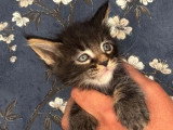 Portée Maine Coon 4 chatons LOOF à réserver mars 2026