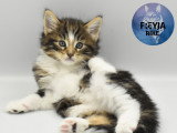 Chatons de race Norvégien à vendre (2 femelles & 1 mâle)