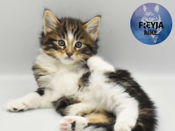 Chatons de race Norvégien à vendre (2 femelles & 1 mâle)