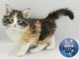 Chatons de race Norvégien à vendre (2 femelles & 1 mâle)