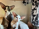 Chatons Peterbalds au look oriental à vendre