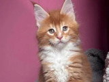 4 chatons Maine Coon LOOF disponibles dont 1 mâle et 3 femelles