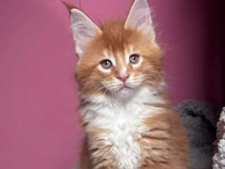 4 chatons Maine Coon LOOF disponibles dont 1 mâle et 3 femelles
