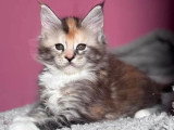 4 chatons Maine Coon LOOF disponibles dont 1 mâle et 3 femelles
