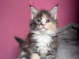 4 chatons Maine Coon LOOF disponibles dont 1 mâle et 3 femelles