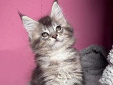4 chatons Maine Coon LOOF disponibles dont 1 mâle et 3 femelles