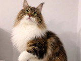 4 chatons Maine Coon LOOF disponibles dont 1 mâle et 3 femelles