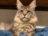 4 chatons Maine Coon LOOF disponibles dont 1 mâle et 3 femelles