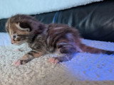 5 chatons Bengal x Maine Coon  d'avril 2026 à réserver non LOOF