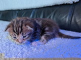 5 chatons Bengal x Maine Coon  d'avril 2026 à réserver non LOOF