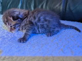5 chatons Bengal x Maine Coon  d'avril 2026 à réserver non LOOF