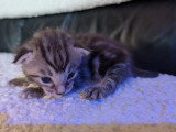 5 chatons Bengal x Maine Coon  d'avril 2026 à réserver non LOOF