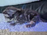 5 chatons Bengal x Maine Coon  d'avril 2026 à réserver non LOOF