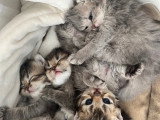 Chaton British et Selkirk Rex à vendre