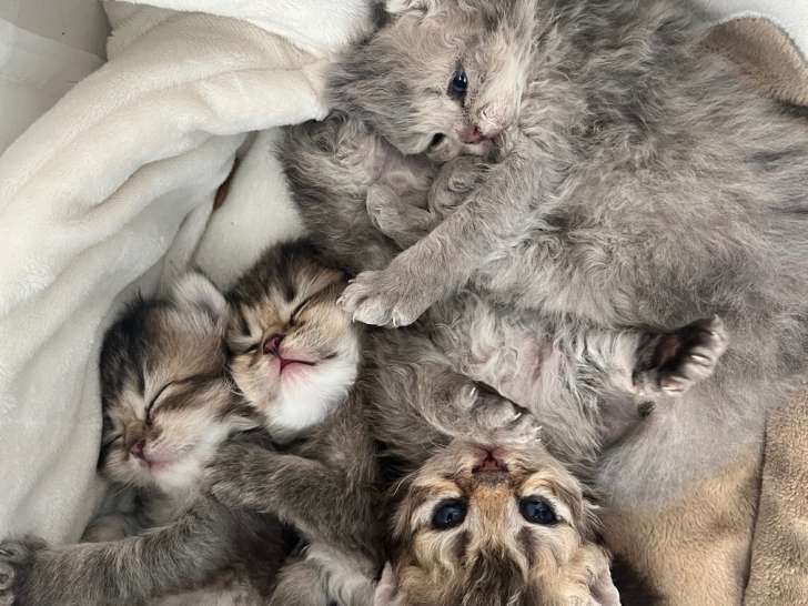 Chaton British et Selkirk Rex à vendre