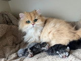 Chaton British et Selkirk Rex à vendre