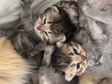 Chaton British et Selkirk Rex à vendre