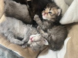 Chaton British et Selkirk Rex à vendre