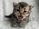 Chaton British et Selkirk Rex à vendre