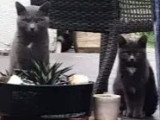 À accueillir ensemble : chatte de 4 ans et son compagnon Tom