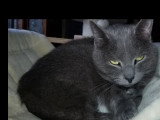 À accueillir ensemble : chatte de 4 ans et son compagnon Tom