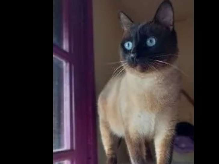 Disponible à l'adoption : chat Siamois marron de 2 ans