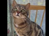 Prêt pour l'adoption : chat tigré de 4 ans